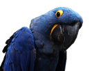 spix-other-blu-macaw-vener