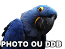 ddb-spix-photo-blu-vener-macaw-other