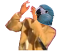 spix-risitas-dab-jesus-macaw-blu