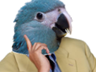perplexe-risitas-macaw-spix-blu