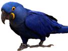 macaw-other-spix-blu-marche