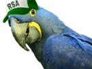 macaw-rsa-casquette-blu-other-spix
