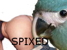 spix-macaw-spixed-porn-cul-other-blu-fesses