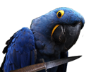 other-blu-vener-couteau-spix-macaw