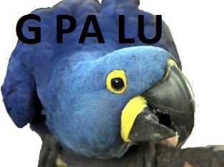 spix g pa lu risitas