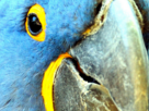 macaw-zoom-blu-risitas-spix
