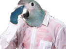 spix-sueur-macaw-risitas-blu