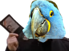 polic-blu-passeport-ara-gilbert-papier-macaw-spix-other-police-policier