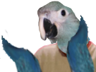 main-putain-applaudir-ara-cimer-macaw-other-chef-pleurer-spix-blu