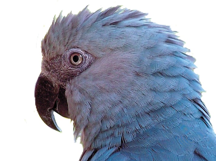 macaw spix blu