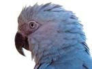 macaw-spix-other-blu