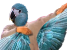 pix-ailes-bleu-oiseau-ara-risitas-bras-mix