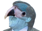 blu-other-macaw-spix-risithug