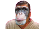 Sticker risitas chimpanze singe par maggot_brain
