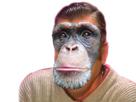 risitas-chimpanze-singe