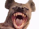 ayaaa-risitas-rire-hyene