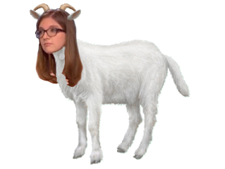 chevre en berge em marche aurore