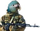 spix-blu-soldat-arme-macaw-other