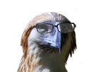 pnl-prof-qlf-lunette-faucon-aigle-prepa-rapace-math-cassini-risitas-intello