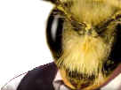 abeille-bee-risitas