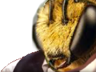 risitas-abeille-bee