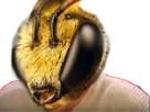 risitas-bee-abeille