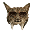 yeux-puma-colleuse-lunettes-lynx-prepa-risitas-colle