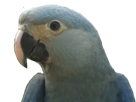 macaw-spix-blu-other