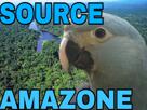 source-macaw-blu-evian-spix-amazone-foret-other