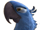 macaw-rio-other-spix-blu