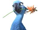 spix-macaw-rio-blu-other-perla