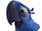 triste-blu-other-rio-macaw-spix