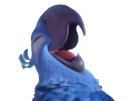rire-rio-macaw-blu-spix-other