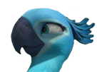 other-rio-perla-blu-macaw-spix