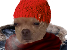 risitas bonnet chien froid