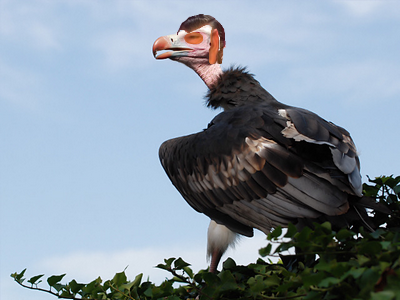 risitas issou juif vautour