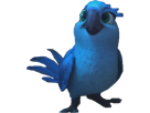 macaw-blu-carla-spix-rio-other