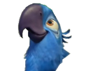 ange-rio-blu-other-spix-macaw