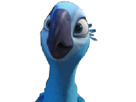 blu-perla-spix-other-rio-macaw