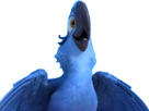 other-ailes-macaw-blu-spix-rio
