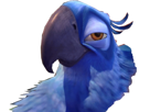 rio-other-yeux-macaw-blu-mes-spix-swag-envoutants-sont