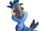 blu-spix-macaw-thiago-other-rio