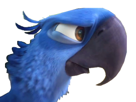 blu-roberto-jamais-rio-de-other-tu-mensionne-spix-macaw-nas