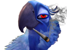 other-macaw-spix-stone-blu-joint-rio-fume