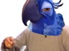 jesus-rio-risitas-mix-spix-blu-macaw-elite
