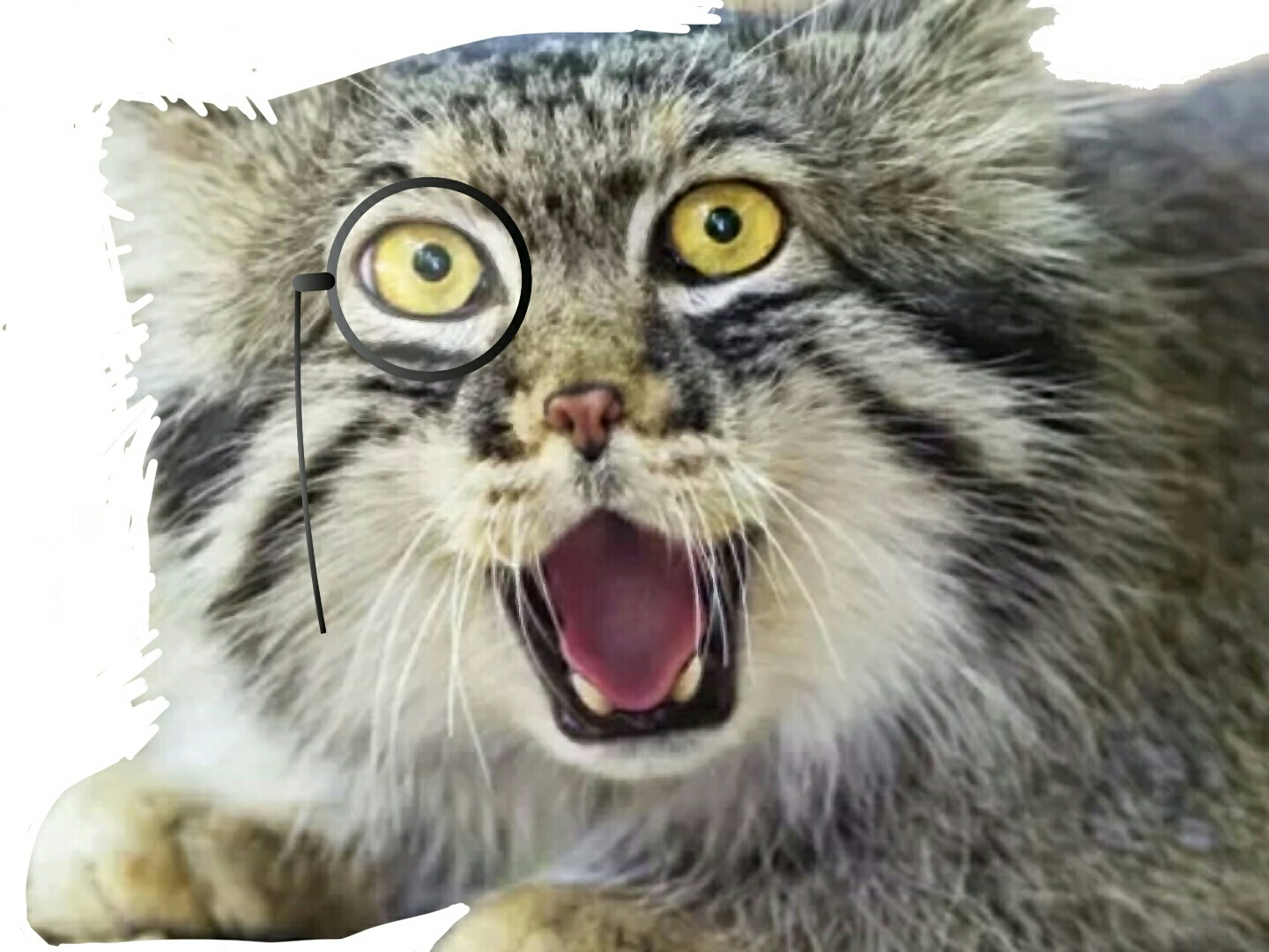 chance risitas risicat