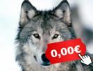 freewolf-other-gratuit-free-loup-wolf
