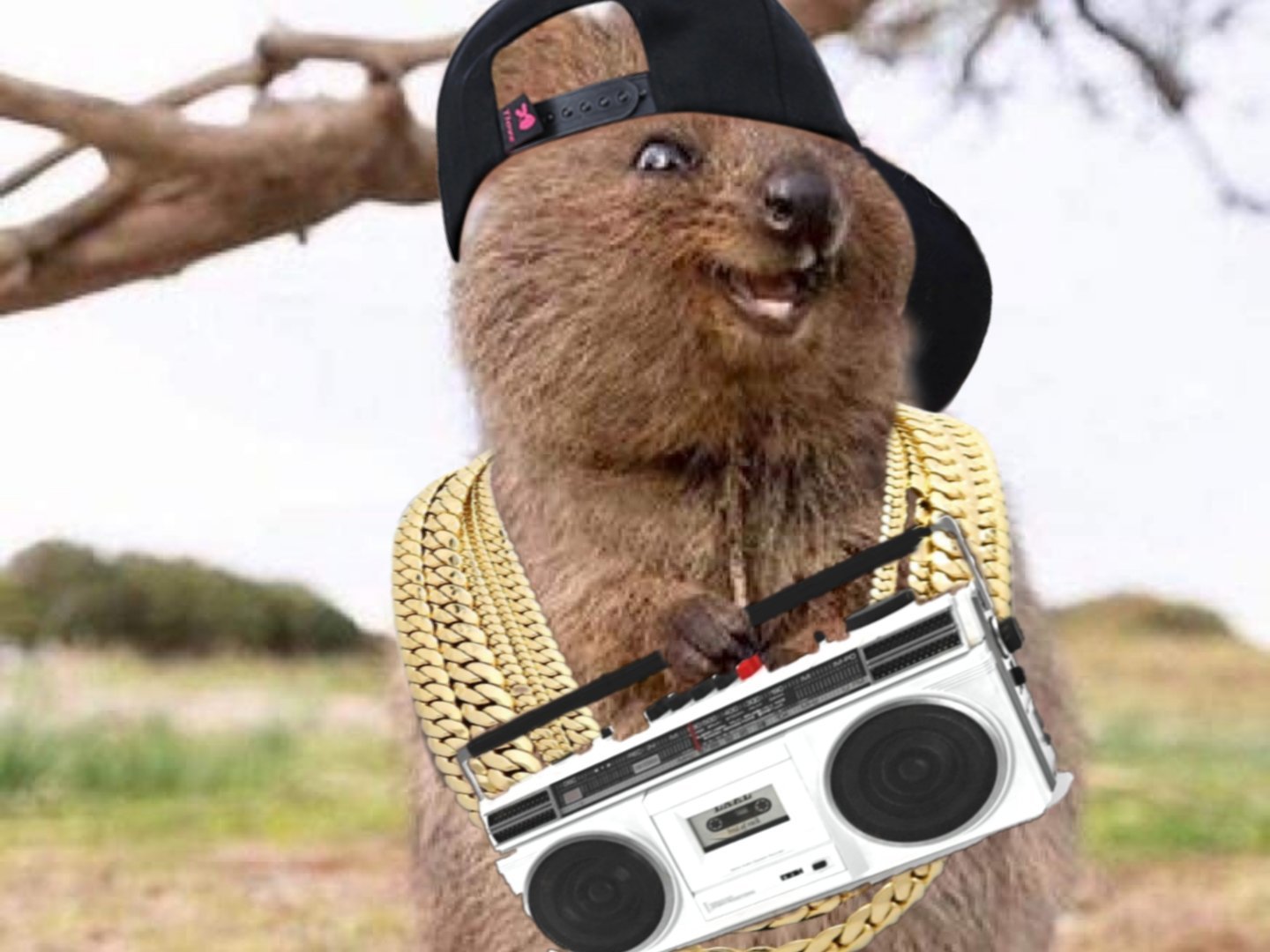 cite rap quokka cute mignon rappeur