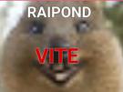 vite-other-repond-quokka-raipond