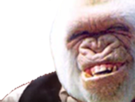 risitas-rire-mdr-lol-albinos-gorille